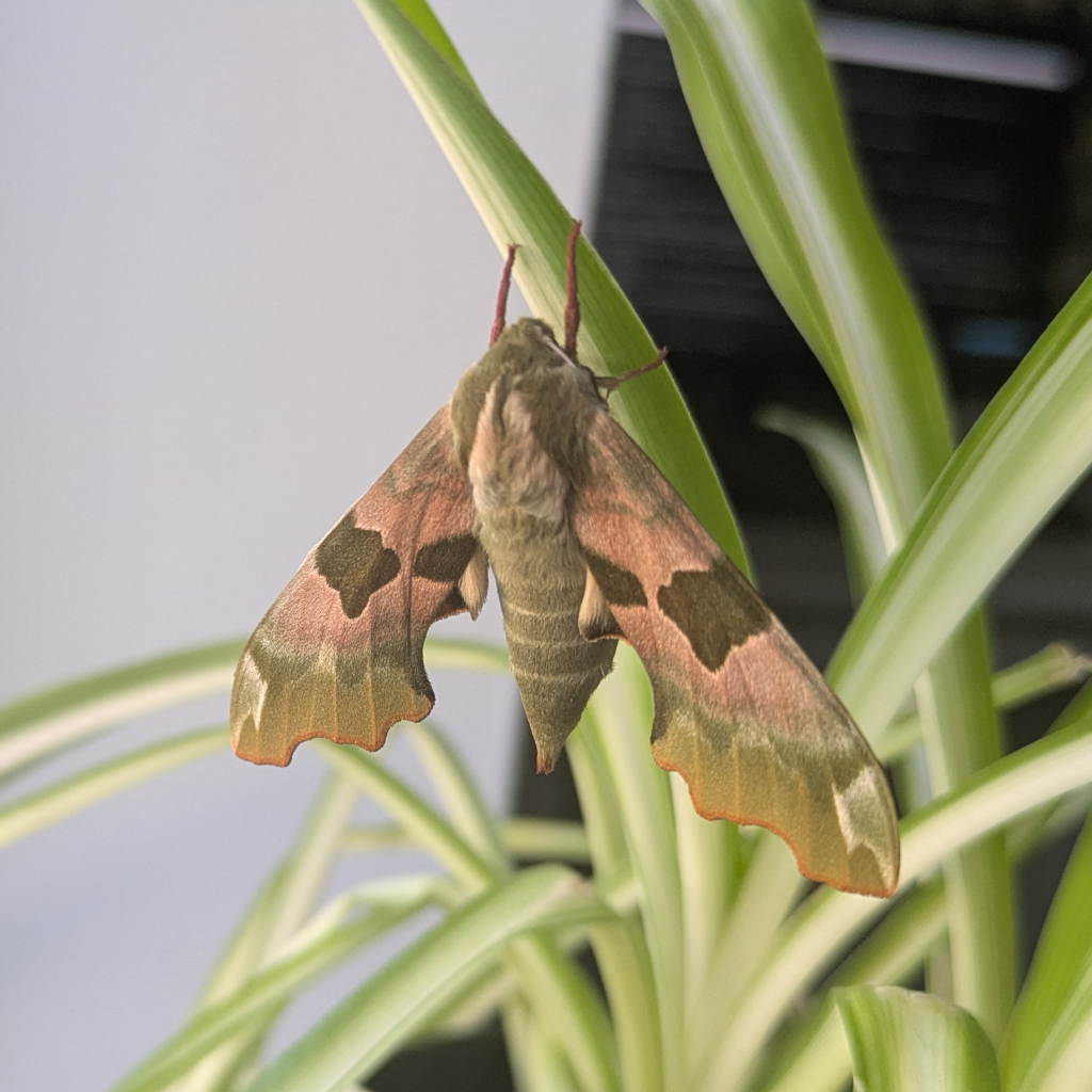 Moth