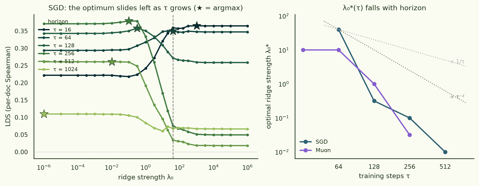 Left: LDS vs ridge strength for SGD, one line per horizon; the argmax star moves from the right plateau at 16 steps to progressively smaller lambda at 128 through 1024 steps. Right: optimal lambda vs training steps on log-log axes for SGD and Muon, falling between 1/tau and tau^-2 guide lines.